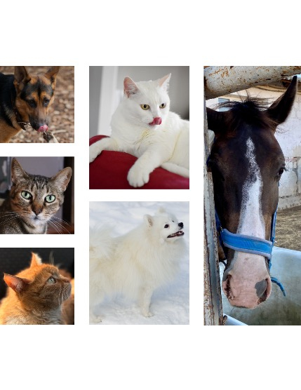 FIGGI MAGAZINE - LOVELY PETS FEBRUARY (Vol 1987), page 2