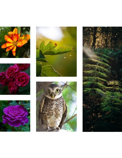 FIGGI MAGAZINE - NATURE & TRAVEL OCTOBER (Vol 1818), page 2