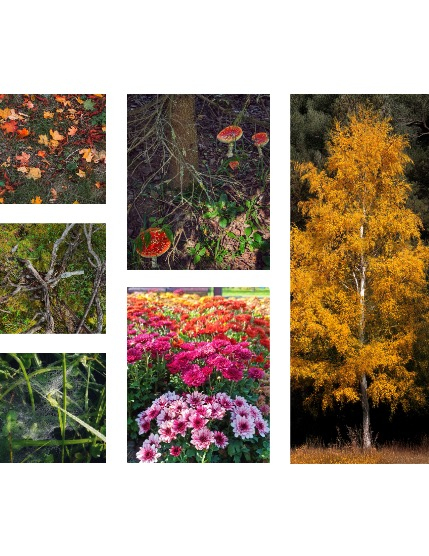 FIGGI MAGAZINE - NATURE & TRAVEL NOVEMBER (Vol 1859), page 2