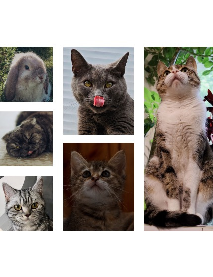 FIGGI MAGAZINE - LOVELY PETS AUGUST (Vol 1727), page 2