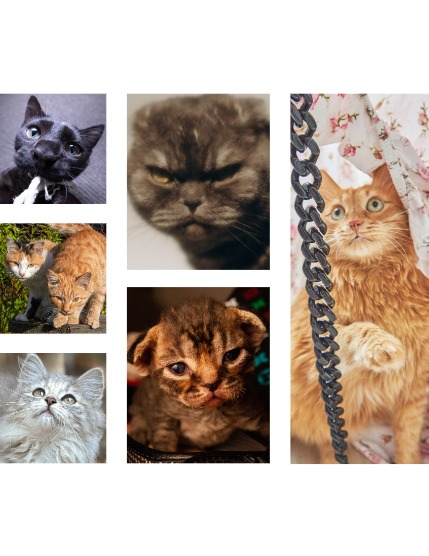 FIGGI MAGAZINE - LOVELY PETS OCTOBER (Vol 1814), page 2