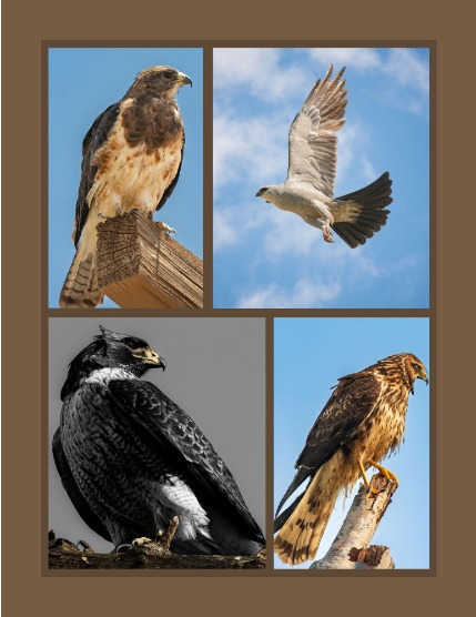 Bold & Beyond Nature (Issue 733 February 2026), page 3