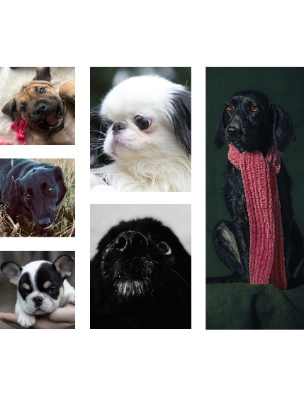 FIGGI MAGAZINE - LOVELY PETS APRIL (Vol 1488), page 2