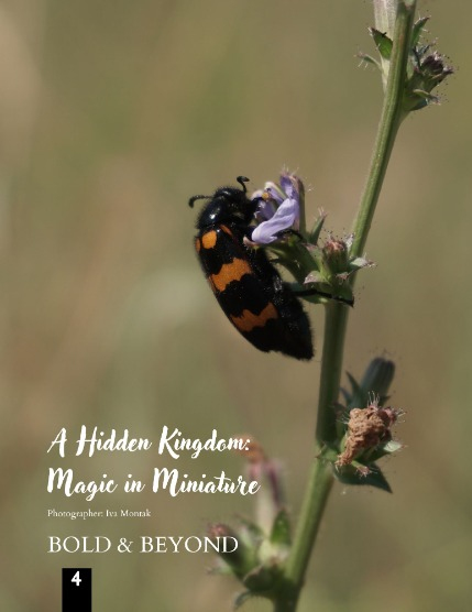 Bold & Beyond Nature (Issue 577 October 2025), page 4