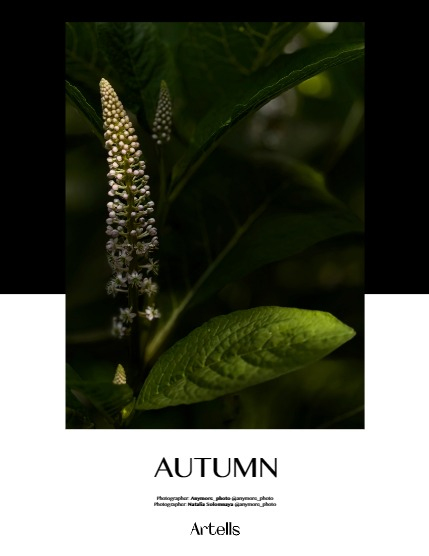 ARTELLS MAGAZINE - NATURE & TRAVELS OCTOBER (Vol 3622), page 4