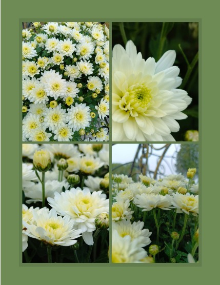 Bold & Beyond Nature (Issue 602 November 2025), page 3