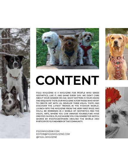 FIGGI MAGAZINE - LOVELY PETS MARCH (Vol 1445), page 3