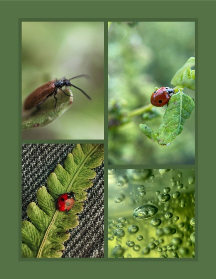 Bold & Beyond Nature (Issue 787 February 2026), page 3