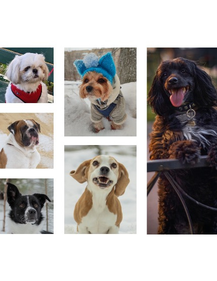 FIGGI MAGAZINE - LOVELY PETS MARCH (Vol 1445), page 2