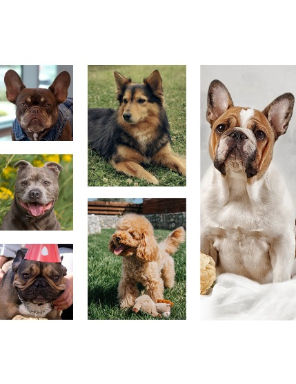 FIGGI MAGAZINE - LOVELY PETS MAY (Vol 1546), page 2