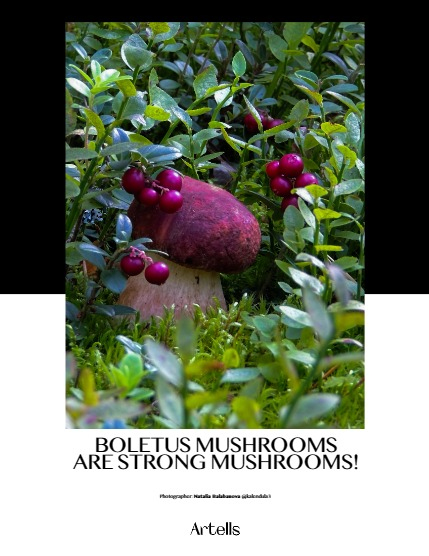 ARTELLS MAGAZINE - NATURE & ANIMALS NOVEMBER (Vol 3704), page 4