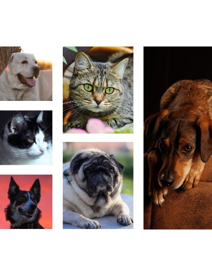 FIGGI MAGAZINE - LOVELY PETS OCTOBER (Vol 1813), page 2