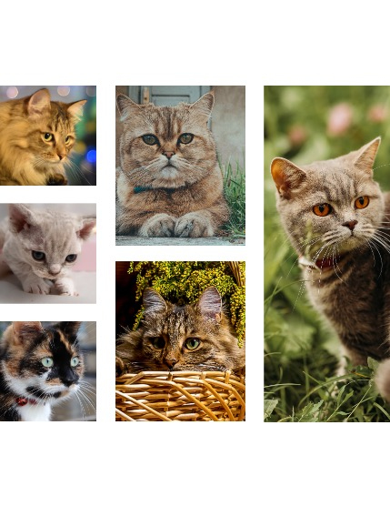FIGGI MAGAZINE - LOVELY PETS JUNE (Vol 1590), page 2