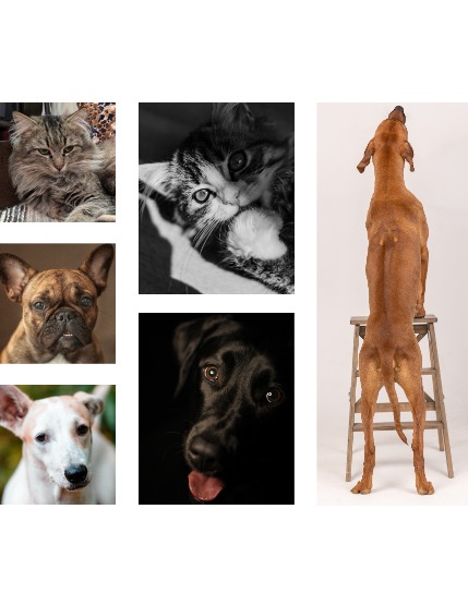 FIGGI MAGAZINE - LOVELY PETS JANUARY (Vol 1337), page 2