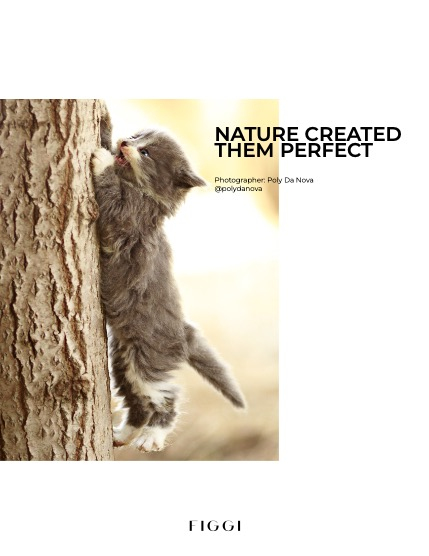 FIGGI MAGAZINE - LOVELY PETS FEBRUARY (Vol 1391), page 4