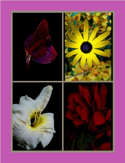 Bold & Beyond Nature (Issue 468 August 2025), page 3