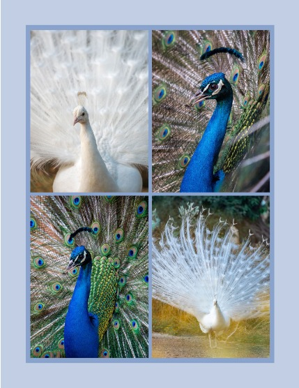 Bold & Beyond Nature (Issue 371 July 2025), page 3
