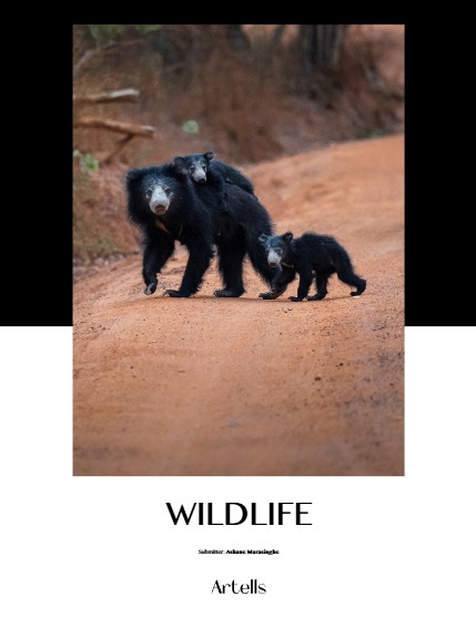 ARTELLS MAGAZINE - NATURE & TRAVELS OCTOBER (Vol 4311), page 4