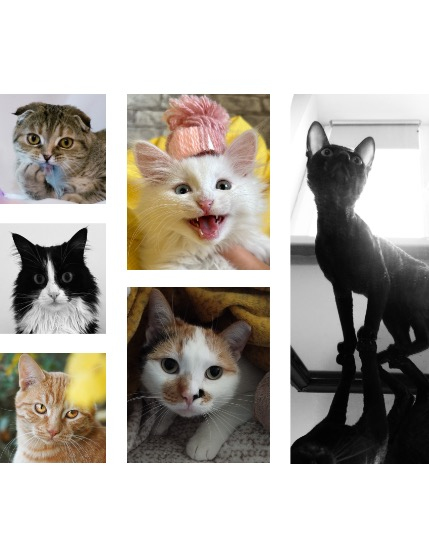 FIGGI MAGAZINE - LOVELY PETS JULY (Vol 1675), page 2