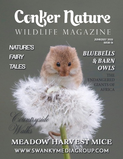 Conker Nature Magazine - June/July 2025: The Wildlife Edition, page 1