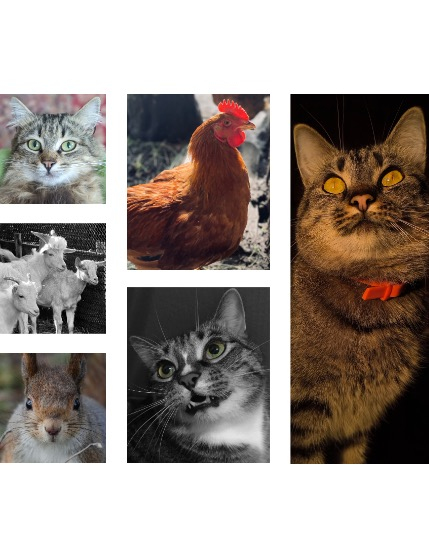 FIGGI MAGAZINE - LOVELY PETS DECEMBER (Vol 1287), page 2