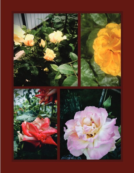 Bold & Beyond Nature (Issue 692 January 2026), page 3