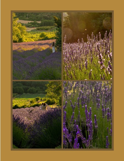 Bold & Beyond Nature (Issue 382 July 2025), page 3