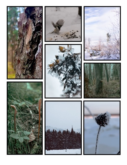 ARTEGO MAGAZINE - NATURE & TRAVELS FEBRUARY ISSUE 1208, page 3