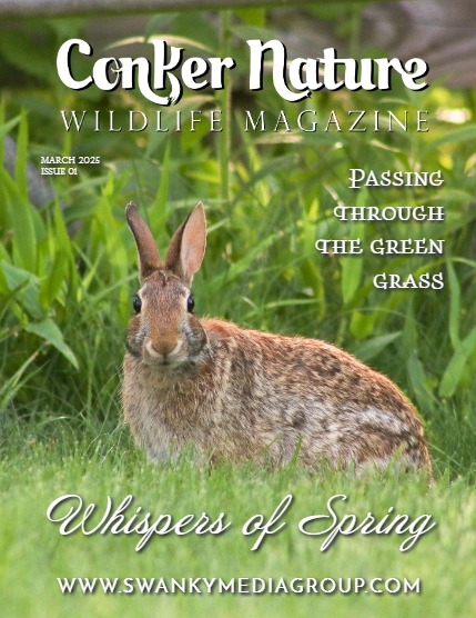 Conker Nature Magazine - March 2025: The Wildlife Edition, page 1