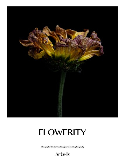 ARTELLS MAGAZINE - NATURE & TRAVELS JANUARY (Vol 3804), page 4