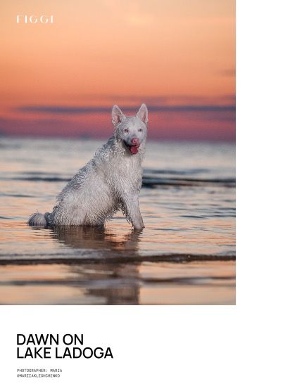 Фиджи, журнал. Милые питомцы, сентябрь, выпуск 2270 (FIGGI MAGAZINE - LOVELY PETS SEPTEMBER (Vol 2270)), page 4