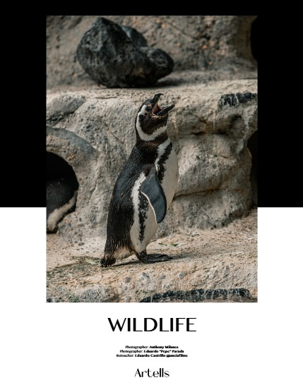 ARTELLS MAGAZINE - NATURE & TRAVELS MAY (Vol 4048), page 4