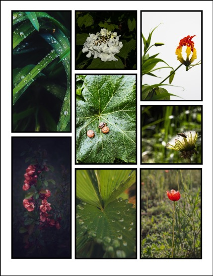 ARTEGO MAGAZINE - NATURE & TRAVELS JUNE ISSUE 869, page 3