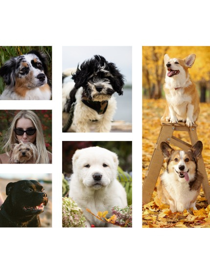 FIGGI MAGAZINE - LOVELY PETS NOVEMBER (Vol 1876), page 2