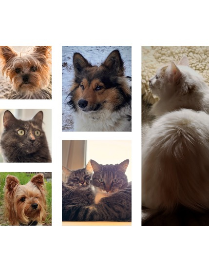 FIGGI MAGAZINE - LOVELY PETS APRIL (Vol 1487), page 2
