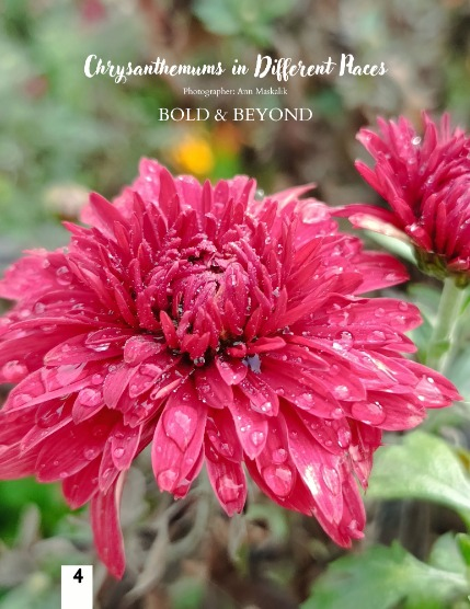 Bold & Beyond Nature (Issue 602 November 2025), page 4