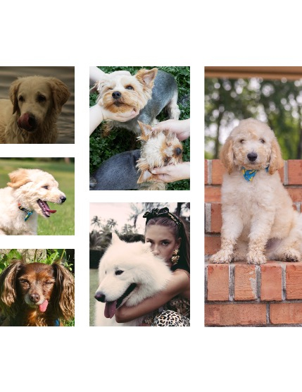 FIGGI MAGAZINE - LOVELY PETS JULY (Vol 1676), page 2