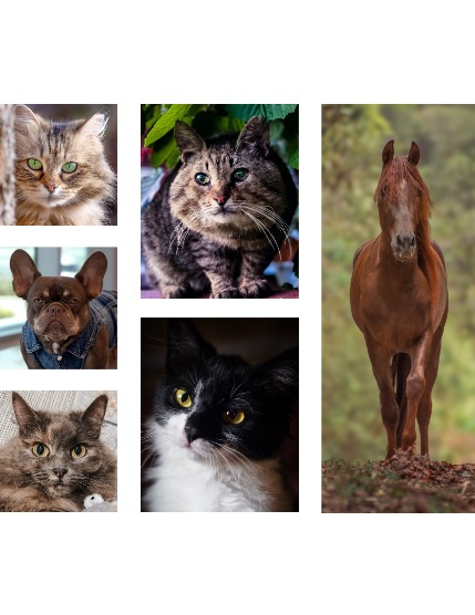 FIGGI MAGAZINE - LOVELY PETS MAY (Vol 1547), page 2