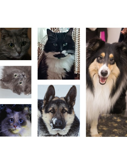 FIGGI MAGAZINE - LOVELY PETS MARCH (Vol 1446), page 2