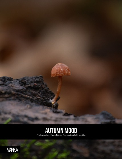 MARIKA MAGAZINE NATURE & TRAVELS (ISSUE 6082 - DECEMBER), page 4