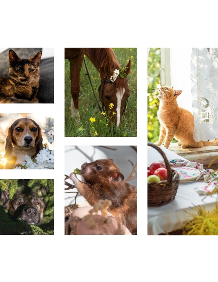 FIGGI MAGAZINE - LOVELY PETS APRIL (Vol 2080), page 2