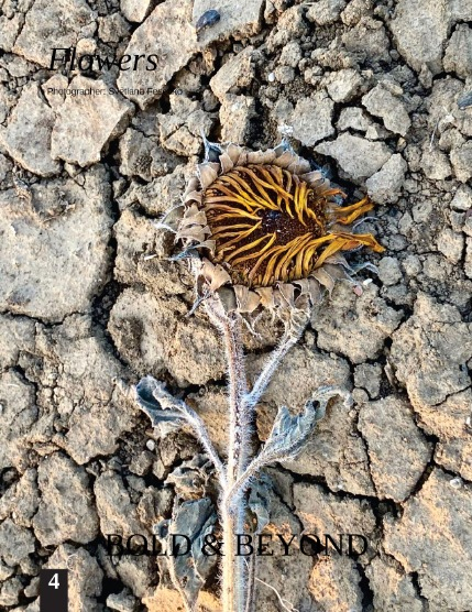 Bold & Beyond Nature (Issue 651 January 2026), page 4