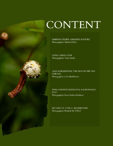 Bold & Beyond Nature (Issue 605 November 2025), page 2