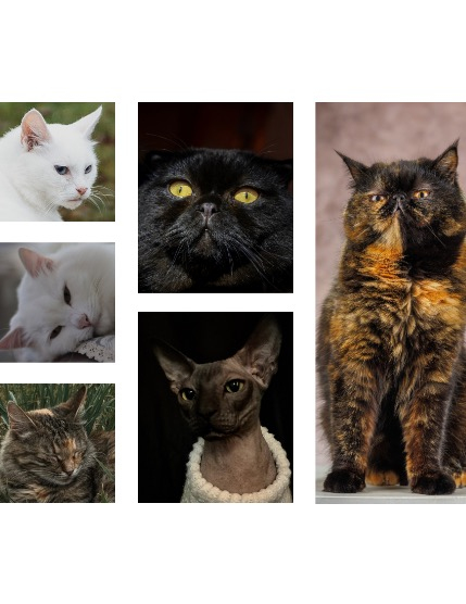 FIGGI MAGAZINE - LOVELY PETS APRIL (Vol 1486), page 2