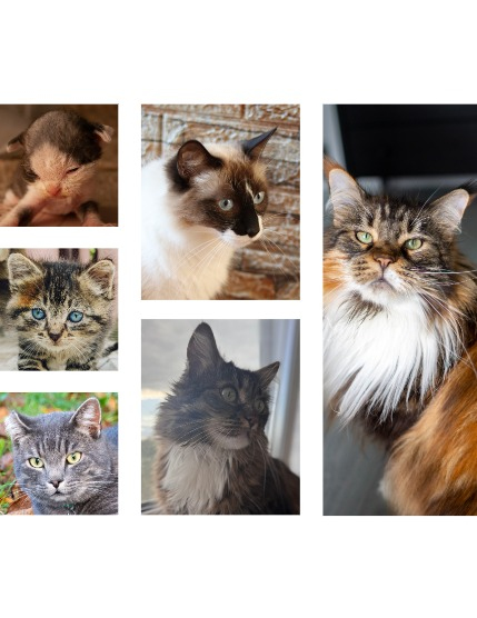 FIGGI MAGAZINE - LOVELY PETS OCTOBER (Vol 1815), page 2